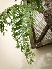 2025年最新】ホウビカンジュの人気アイテム - メルカリ