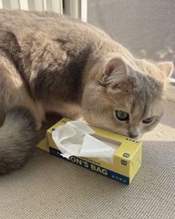 Item thumbnail for item 6c171c5a-d35e-4982-b92a-c40eb0ab42e0