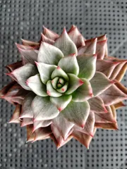 2025年最新】多肉植物 マリア錦の人気アイテム - メルカリ