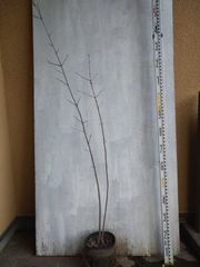 オリーブ切り枝 オリーブ太木 30cm=1500円 品種不明 - メルカリ