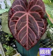 2 S&P アンスリウム　レッドクリスタリナム　ハイブリッド株　大きめ Secret Bazaar | _ 『 アンスリウム・レッドクリスタリナム