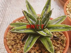 2025年最新】輝山 アガベの人気アイテム - メルカリ