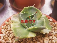 美形 選抜 アガベ ポタトラム 雷神 大株 子株付き 鉢ごと発送 お買い得