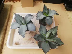 2026年最新】チタノタ ブルー 実生の人気アイテム - メルカリ