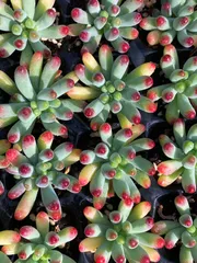 発売中　乙女心　72苗セット　土・根付き　美苗　エケベリア　多肉植物　佐川発送　XP2