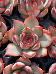 発売中　ロータスランタン　72苗セット　土・根付き　美苗　エケベリア　多肉植物　佐川発送　XP16