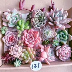 131 多肉植物寄せ植えセット