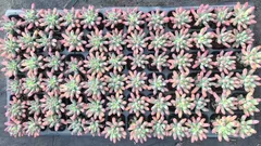 発売中　乙女心　72苗セット　土・根付き　美苗　エケベリア　多肉植物　佐川発送　LGX12