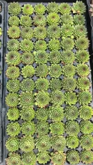 2026年最新】多肉植物 センペルビウム セットの人気アイテム - メルカリ