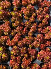 LGX08　レッドベリー　72苗セット　土と根付き　多肉植物　エケベリア　韓国苗　サボテン　詰め合わせ　寄せ植え