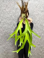 ▽P.willinckii Wild East Java▽ B89 ウィリンキー ワイルド ジャワ