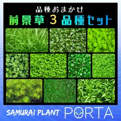 おまかせ　前景草　３品種セット　水草セット 水草 絨毯 アクアリウム　ビオトープ　メダカにもオススメ