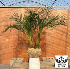 2025年最新】フェニックスロベレニーの人気アイテム - メルカリ