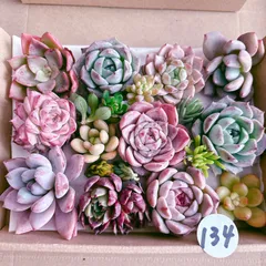 134 多肉植物寄せ植えセット