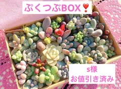 さっちん様　お値引きしました。A フォロー割あり❣️ぷくぷくつぶつぶカット苗詰め合わせ❣️多肉弁当　美人　寄せ植え　エケベリア　セダム　パキフィツム