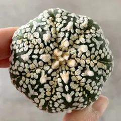 特選苗　スーパー兜 ヒトデタイプ　大疣（全幅10cm）自家繁殖苗　大株　美株 特選苗 スーパー兜 ヒトデタイプ 大疣（全幅10cm）自家繁殖苗 大株 美