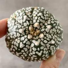 2026年最新】スーパー兜の人気アイテム - メルカリ