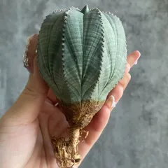 【セール】ユーフォルビア　トナカイカク　No.001　メルカリ便　鉢、送料込 セール】ユーフォルビア トナカイカク No.001 メルカリ便 鉢、送料込