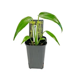 2025年最新】モンステラバールマルクスフレームの人気アイテム - メルカリ