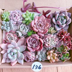 2025年最新】多肉植物 カット苗 詰め合わせの人気アイテム - メルカリ