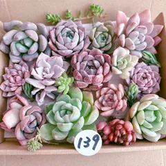 139 多肉植物寄せ植えセット