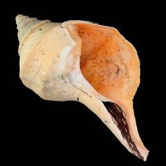 貝殻 超特大 ボウシュウボラ 約32cm級 約1.1kg 法螺貝 ホラ貝 ほら貝
