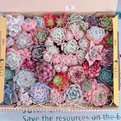 多肉植物 寄せ植えset 特盛‼️大中小MIX※ベリー大群生入り♡B