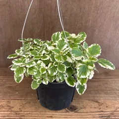 アロマティカス斑入り ハンギング 現品 Plectranthus amboinicus シソ科 プレクトランサス属 アロマ ハーブ 観葉植物 観葉 植物 虫よけ ゴキブリよけ グリーン