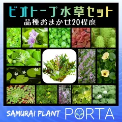 ビオトープ 水草 セット 20 株・本 程度 メダカが喜ぶ水草セット（品種おまかせ）のサムネイル
