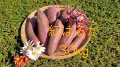 【追熟完了】 さつまいも　べにはるか　30kg   茨城県産　農家直送