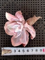 多肉植物 メルカリ便 シャビアナピンクフリル錦 小苗 - メルカリ