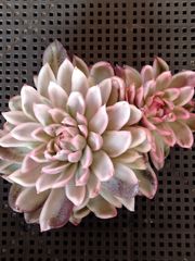 多肉植物 メルカリ便 シャビアナピンクフリル錦 小苗 - メルカリ