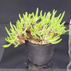 2025年最新】チレコドンの人気アイテム - メルカリ