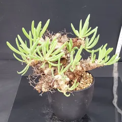 2025年最新】チレコドン 万物想の人気アイテム - メルカリ