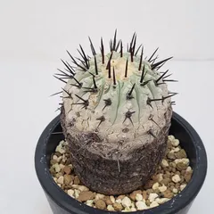 2025年最新】コルムナアルバの人気アイテム - メルカリ