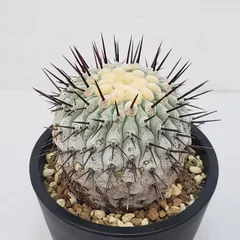 コレクション株！　コピアポア　コルムナアルバ　超美株　発根済！ コレクション株！ コピアポア コルムナアルバ 超美株 発根済