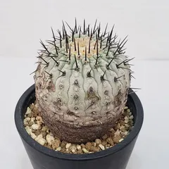 狐竜丸　現地球　まん丸　グラデーション肌　コルムナアルバ　厳選　コレクション株 狐竜丸 現地球 まん丸 グラデーション肌 コルムナアルバ 厳選