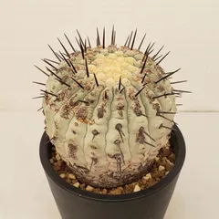 2025年最新】コルムナアルバの人気アイテム - メルカリ