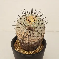 2025年最新】コルムナアルバの人気アイテム - メルカリ