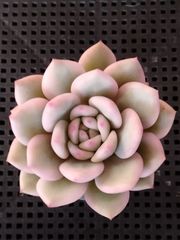 多肉植物 メルカリ便 フィレンツェ錦 覆輪 - メルカリ