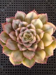 多肉植物 メルカリ便 シャビアナピンクフリル錦 小苗 - メルカリ