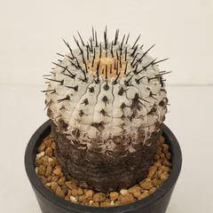 2025年最新】コルムナアルバの人気アイテム - メルカリ