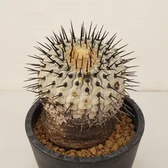 2025年最新】コルムナアルバの人気アイテム - メルカリ