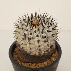 2025年最新】コルムナアルバの人気アイテム - メルカリ