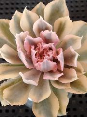 多肉植物 メルカリ便 フィレンツェ錦 覆輪 - メルカリ