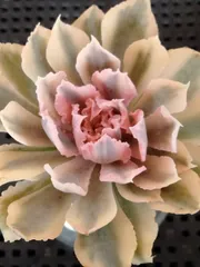 2025年最新】シャビアナ 多肉の人気アイテム - メルカリ