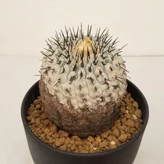 2025年最新】コルムナアルバの人気アイテム - メルカリ