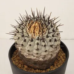 2025年最新】コルムナアルバの人気アイテム - メルカリ