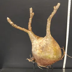 2025年最新】グラキリス ベアルートの人気アイテム - メルカリ