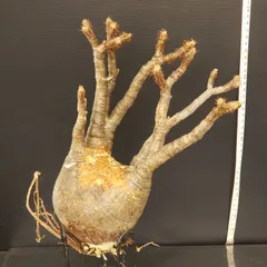 2025年最新】グラキリス ベアルートの人気アイテム - メルカリ